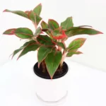 Aglaonema Lipstick