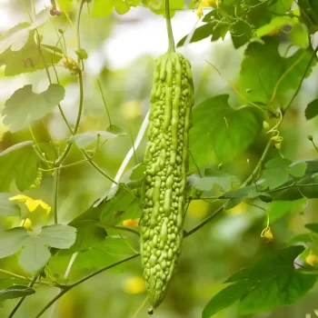 Bitter Gourd