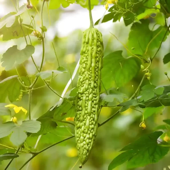 Bitter Gourd