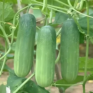 Cucumber Green