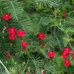 Cypress-Vine