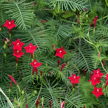 Cypress Vine