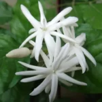 Downy-Jasmine