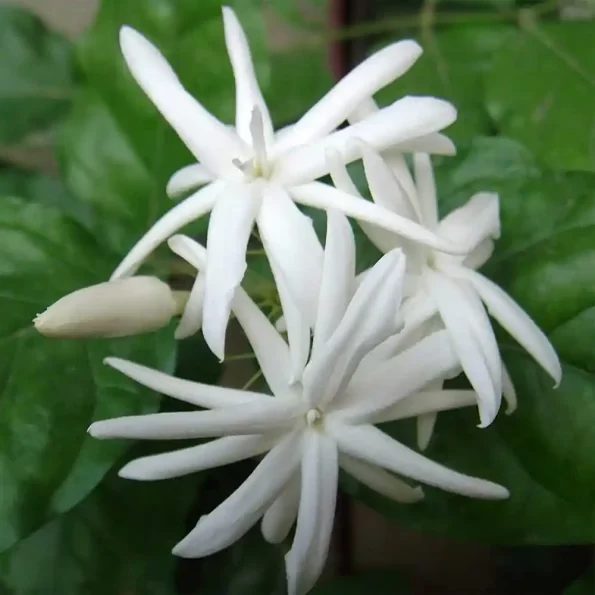 Downy Jasmine