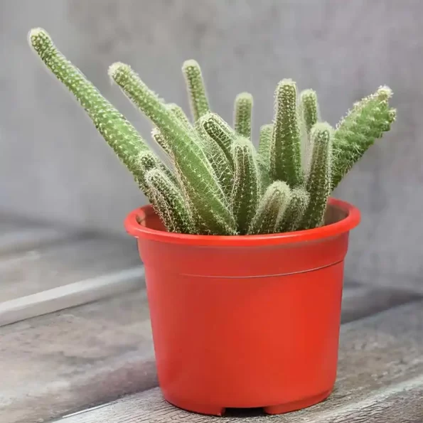 Echinopsis Chamaecereus