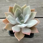 Graptoveria Douglas Huth