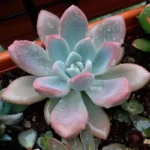 Graptoveria-Opalina