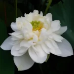 Little-Green-Micro-Lotus