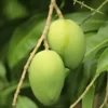 Nadusalai-Mango