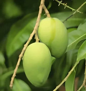 Nadusalai-Mango