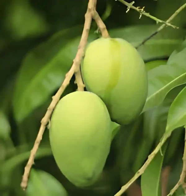 Nadusalai-Mango