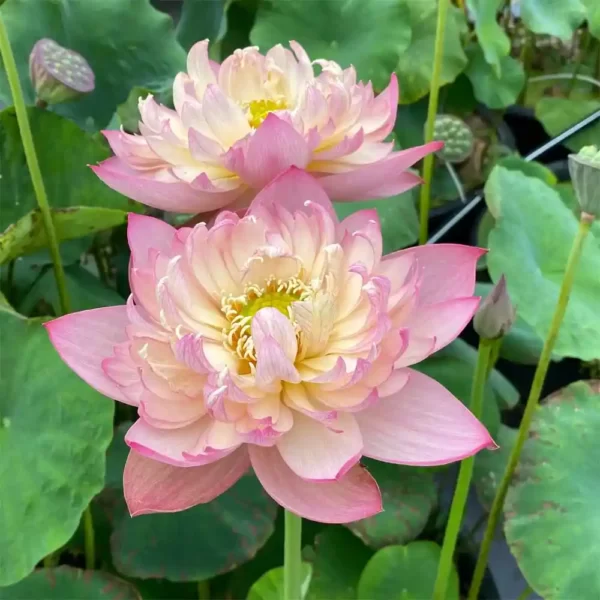 New Brocade Lotus