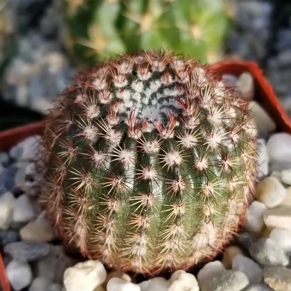 Notocactus Roseoluteus