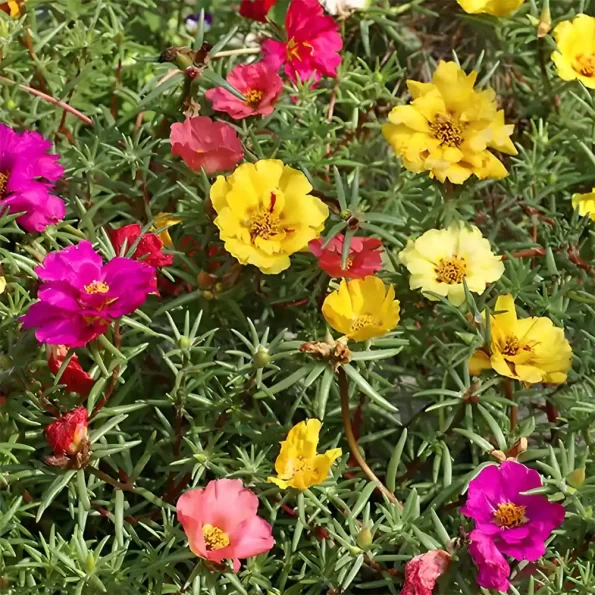 Portulaca