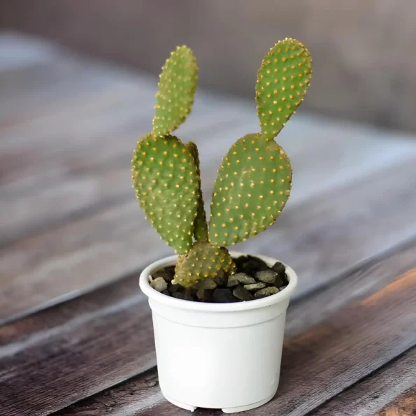 Red Bunny Cactus