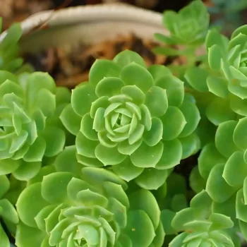 Sedeveria Green Rose