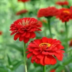 Zinnia-Red