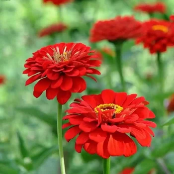 Zinnia Red