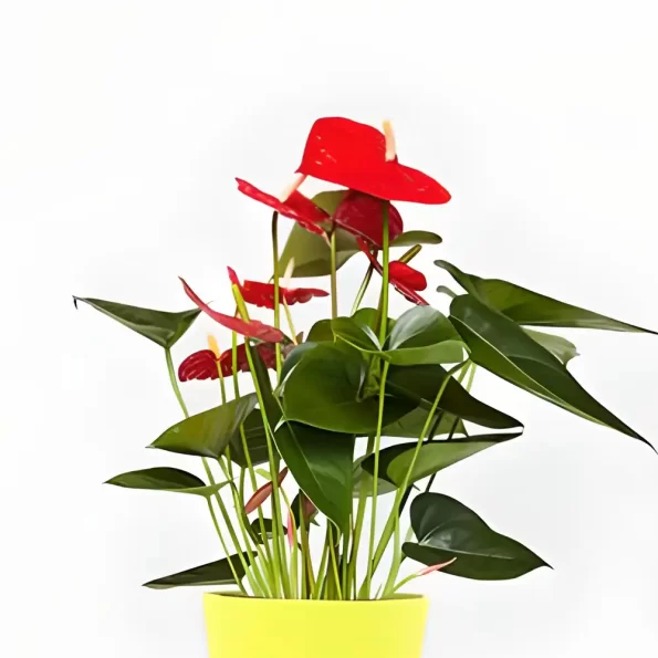 anthurium red plant