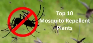 top-10-mosquito-repellent-plants