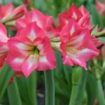 Amaryllis-Lily-(Pink)