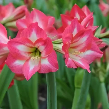 Amaryllis Lily (Pink)