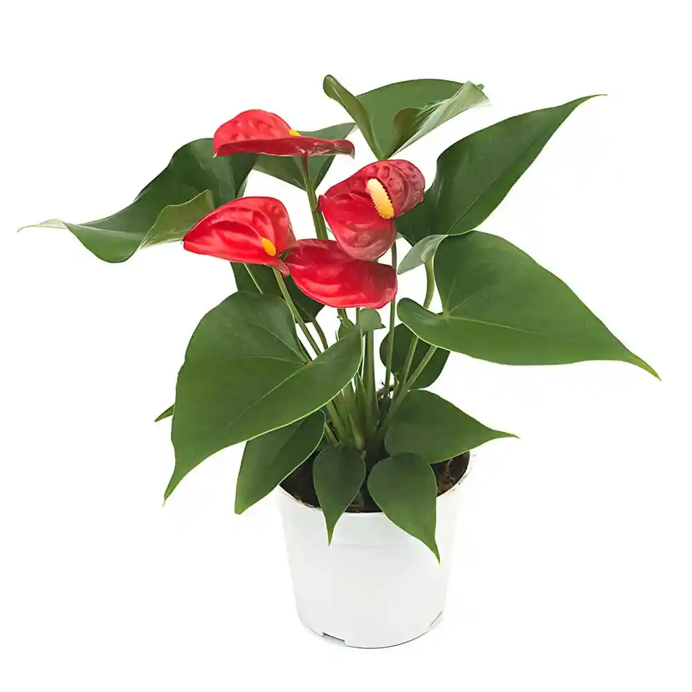 Anthurium Plants