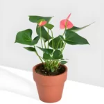 Anthurium-pink