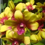 Dendrobium-Yellow-Splash