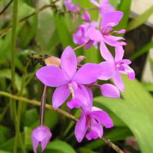 Ground Orchid purple