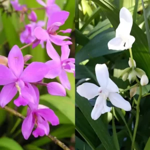 Ground Orchid purple white