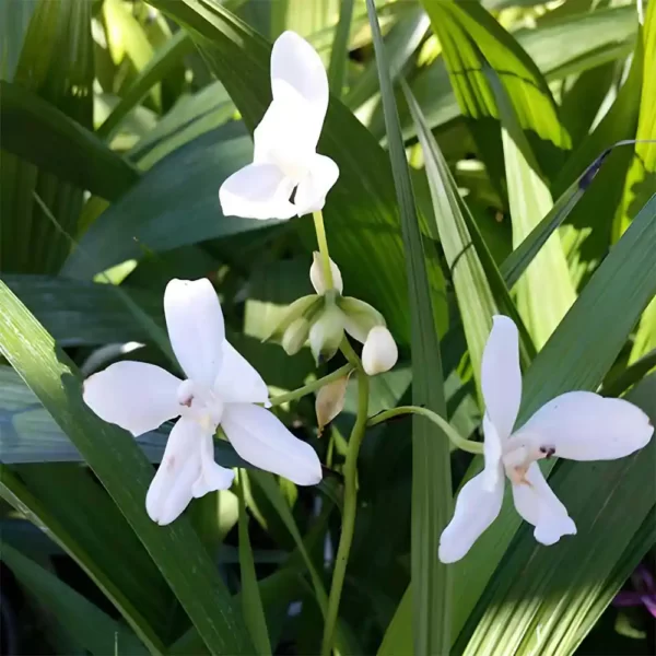 Ground Orchid white