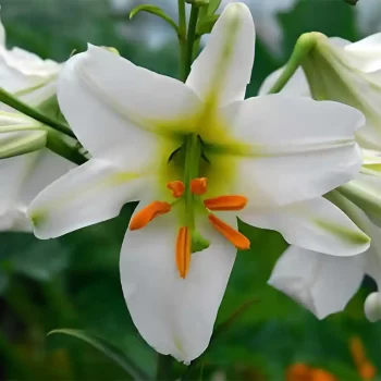 Kings Lily