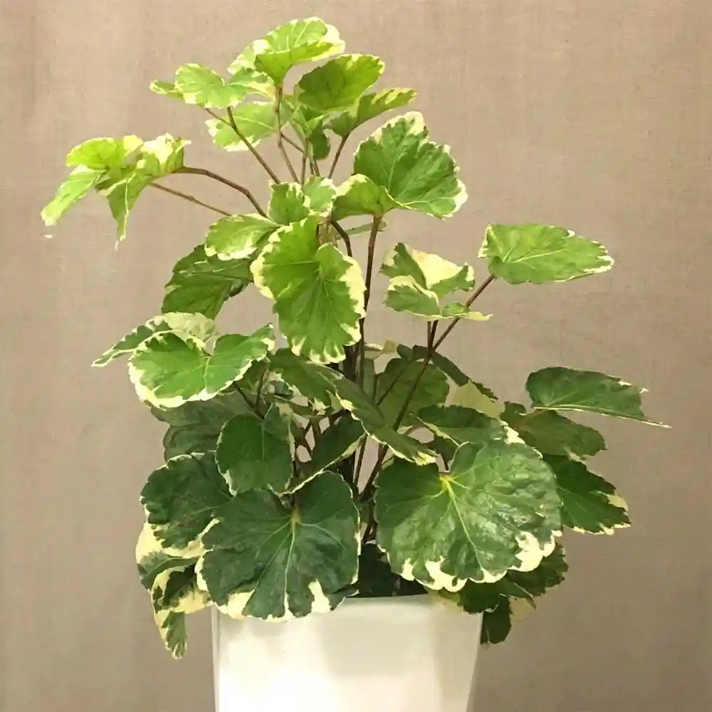 Buy Outdoor Plants at Best Price SeedPlex.in