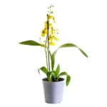 Oncidium-Goldiana