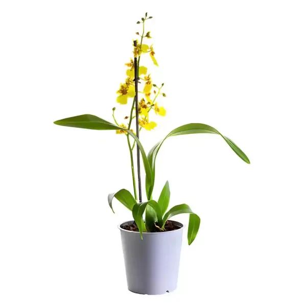 Oncidium Goldiana