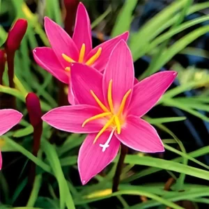 Rain Lily (Pink)