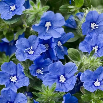 Shaggy Dwarf Morning Glory