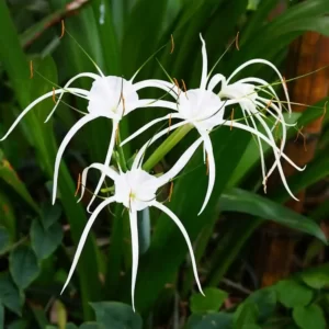Spider Lily (White)