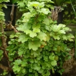 dinner plate aralia