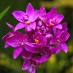 ground orchid