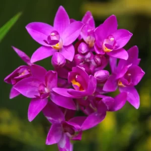 ground orchid