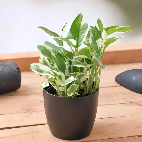 money plant marble