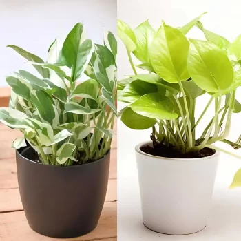 money plant golden marble