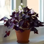 purple-shamrock-oxalis-triangularis