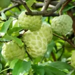 Annona-Squamosa-Sharifa