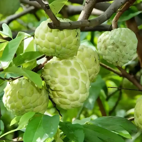 Annona Squamosa Sharifa