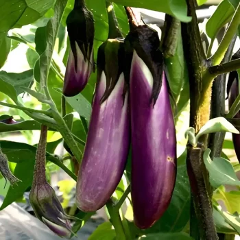 Brinjal Purple Long