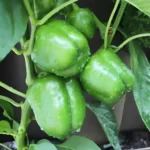 Green-Capsicum