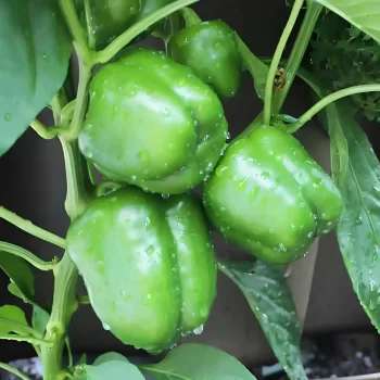 Green Capsicum